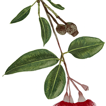 My project for course: Botanical Illustration with Watercolors. Traditional illustration, Fine Arts, Painting, Drawing, Watercolor Painting, and Botanical Illustration project by Meredith Cheeseman - 02.06.2023