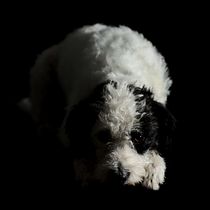 Fotografiando mascotas. Un projet de Photographie, Photographie de portrait, Photographie de studio, Photographie documentaire, Photographie lifest , et le de Laura Vigo - 06.02.2023