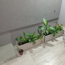 Mi proyecto del curso: Diseño de espacios verdes para tu casa. L, scape Architecture, Floral, Plant Design, and Spatial Design project by analia_morales_r - 02.06.2023