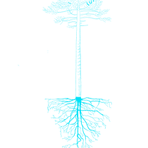 Mi proyecto del curso: Tatuaje fine line: la sutileza de la línea - Araucaria. Traditional illustration, Drawing, and Tattoo Design project by Gabriela Maturana Barrios - 02.07.2023