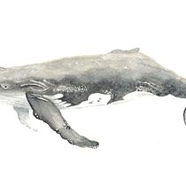 My project for course: Naturalist Illustration Techniques: Whales in Watercolor. Un progetto di Belle arti, Pittura, Pittura ad acquerello e Illustrazione naturalistica di sandralenore - 27.10.2022