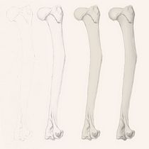 My project for course: Intro to Anatomy Drawing with Graphite Pencil. Artes plásticas, Desenho a lápis, Desenho, Desenho realista, e Desenho anatômico projeto de mirhayasu - 11.02.2023