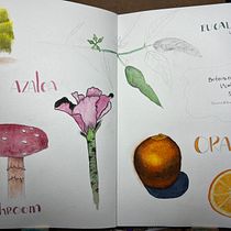 My project for course: Botanical Watercolor Sketchbook. Projekt z dziedziny Trad, c, jna ilustracja, Malowanie akwarelą, R, sunek botaniczn i Sketchbook użytkownika Sophy - 12.02.2023