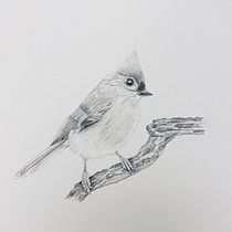 My project for course: Naturalistic Animal Drawing with Graphite Pencil. Ilustração tradicional, Desenho a lápis, Desenho e Ilustração naturalista projeto de linton.becky - 13.02.2023