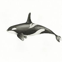 My project for course: Naturalist Illustration Techniques: Whales in Watercolor. Un progetto di Belle arti, Pittura, Pittura ad acquerello e Illustrazione naturalistica di S Shing Lim - 12.02.2023