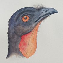 Meu projeto do curso: Ilustração naturalista de aves com aquarela. Ilustração tradicional, Pintura em aquarela, Desenho realista e Ilustração naturalista projeto de Paula dos Reis Inácio de Souza - 14.02.2023
