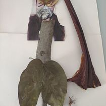 Meu projeto do curso: Criação de colagens com elementos botânicos Ein Projekt aus dem Bereich Traditionelle Illustration, H, werk, Collage und Musterdesign von amandaklemos - 14.02.2023