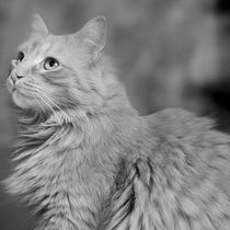 Mi proyecto del curso: Introducción a la fotografía digital en modo manual. Un projet de Photographie, Photographie numérique , et Composition photographique de Sergio Onetto - 16.02.2023