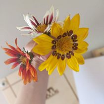 Meu projeto do curso: Técnicas básicas para prensar flores e plantas. Un progetto di Artigianato, Belle arti, Collage, DIY e Design floreale e vegetale di Julia Ferraz - 16.02.2023