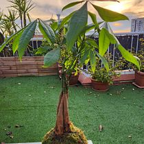 Mi proyecto del curso: Kokedamas: crea macetas naturales de musgo. Arts, Crafts, Interior Design, L, scape Architecture, Decoration, DIY, Floral, and Plant Design project by josepgarrobe - 02.17.2023