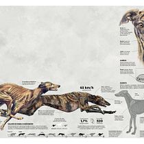 Galgo español: nacido para correr. Design de informação, Pós-produção fotográfica, Escultura, Infografia, e Desenho projeto de davidvazquezmatapaz - 14.02.2020