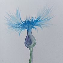 Mi proyecto del curso: Ilustración naturalista con acuarela y carboncillo. Traditional illustration, Painting, and Naturalistic Illustration project by Belén Moreno - 02.20.2023