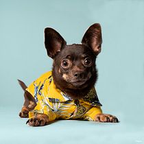 Mi proyecto del curso: Introducción a la fotografía de perros. Un projet de Photographie, Photographie de portrait, Photographie de studio, Photographie lifest, le, Photographie documentaire , et Photographie intérieure de suiravi - 21.02.2023