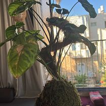 My project for course: Kokedamas: Create Natural Moss Pots . Arts, Crafts, Interior Design, L, scape Architecture, Decoration, DIY, Floral, and Plant Design project by danielzur - 10.07.2022