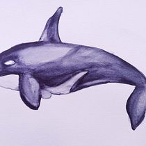Mi proyecto del curso: Técnicas de ilustración naturalista: ballenas en acuarela. Un progetto di Belle arti, Pittura, Pittura ad acquerello e Illustrazione naturalistica di Camila Pezoa Fuentes - 25.02.2023