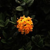 Meu projeto do curso: Introdução à fotografia digital. Un proyecto de Fotografía y Fotografía digital de thais_amp - 26.02.2023