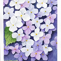 My project for course: Negative Watercolor Painting for Botanical Illustration Ein Projekt aus dem Bereich Traditionelle Illustration, Aquarellmalerei und Botanische Illustration von Monika Davidová - 26.02.2023
