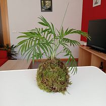 Mi proyecto del curso: Kokedamas: crea macetas naturales de musgo. Arts, Crafts, Interior Design, L, scape Architecture, Decoration, DIY, Floral, and Plant Design project by Ángela Escobar - 02.27.2023