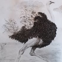My project for course: Animal Illustration with Charcoal and Ink. Fine Arts, Drawing, Ink Illustration, and Naturalistic Illustration project by Talia Brenner - 02.27.2023