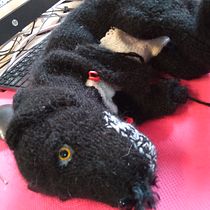 My project for course: Knitting Realistic Stuffed Animals: Make a Puppy from Yarn. Fiber Arts, DIY, Knitting, and Textile Design project by Natasha Schafer - 02.26.2023