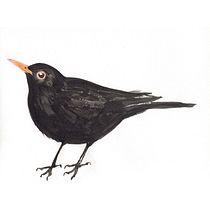 My birds (Watercolor Techniques for Illustrating Birds). Traditional illustration, Watercolor Painting, Realistic Drawing, and Naturalistic Illustration project by Slawomir Mroz - 02.28.2023