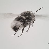 Charcoal  - Bee . Traditional illustration, Painting, and Naturalistic Illustration project by Bela Dick - 03.02.2023