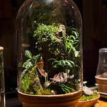 My project for course: Plant Art: Create Your Own Open Terrarium . Un proyecto de Diseño de interiores, Paisajismo, Decoración de interiores, DIY, Diseño floral y vegetal de Archelaos Biehler - 02.03.2023
