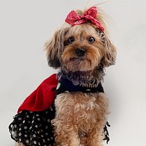 Mi proyecto del curso: Introducción a la fotografía de perros. Un projet de Photographie, Photographie de portrait, Photographie de studio, Photographie documentaire, Photographie lifest, le , et Photographie intérieure de Damian Gutiérrez - 03.03.2023