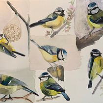 My project for course: Artistic Watercolor Techniques for Illustrating Birds. Traditional illustration, Watercolor Painting, Realistic Drawing, and Naturalistic Illustration project by najawessel - 03.04.2023