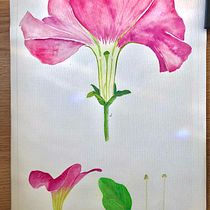 Mi proyecto del curso: Ilustración botánica con acuarela. Traditional illustration, Fine Arts, Painting, Drawing, Watercolor Painting, and Botanical Illustration project by Iduan Pacheco - 03.03.2023