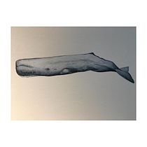 Ballena Franca, Delfín de Risso y Cachalote. Un progetto di Belle arti, Pittura, Pittura ad acquerello e Illustrazione naturalistica di dcastrocarmona - 08.03.2023