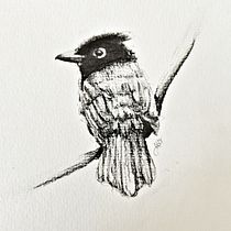 Mein Abschlussprojekt für den Kurs: Illustriere Vögel mit expressiven Aquarelltechniken. Projekt z dziedziny Trad, c, jna ilustracja, Malowanie akwarelą, R, sunek realist, czn, Ilustracja naturalist i czna użytkownika Nathalie W - 12.03.2023