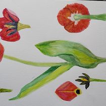 Mi proyecto del curso: Ilustración botánica con acuarela. Traditional illustration, Fine Arts, Painting, Drawing, Watercolor Painting, and Botanical Illustration project by Paty Monsell - 03.14.2023