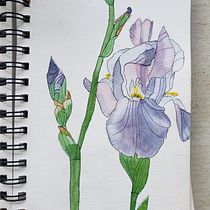 My project for course: Botanical Sketchbooking: A Meditative Approach. Ilustração tradicional, Esboçado, Desenho, Pintura em aquarela, Ilustração botânica, e Sketchbook projeto de mspeverill - 15.03.2023