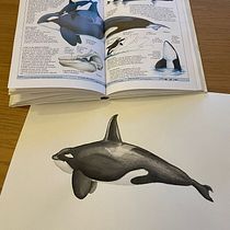 Il mio progetto del corso: Tecniche di illustrazione naturalistica: balene ad acquerello. Un progetto di Belle arti, Pittura, Pittura ad acquerello e Illustrazione naturalistica di giulia_nava7 - 16.03.2023