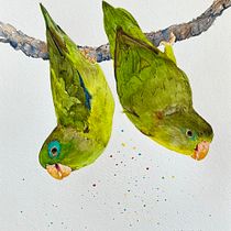 My project for course: Artistic Watercolor Techniques for Illustrating Birds. Projekt z dziedziny Trad, c, jna ilustracja, Malowanie akwarelą, R, sunek realist, czn, Ilustracja naturalist i czna użytkownika Cecilia Capestany - 16.03.2023