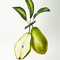 My project for course: Realistic Botanical Illustration: Escape to Nature. Painting, Watercolor Painting, Botanical Illustration, and Naturalistic Illustration project by iguzelika - 03.17.2023