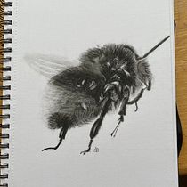My project for course: Illustrating the Natural World with Watercolor and Charcoal. Traditional illustration, Painting, and Naturalistic Illustration project by Lauren Besant - 03.19.2023