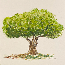 Mi proyecto del curso: Cuaderno botánico en acuarela. Projekt z dziedziny Trad, c, jna ilustracja, Malowanie akwarelą, R, sunek botaniczn i Sketchbook użytkownika Nana NS - 11.03.2023