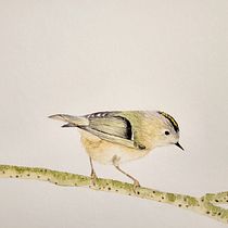 My project for course: Watercolor Wildlife in Positive and Negative. Traditional illustration, Fine Arts, Painting, Drawing, Watercolor Painting, Botanical Illustration, and Naturalistic Illustration project by sarinakonradsdal - 03.20.2023