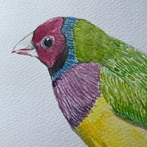 Mi proyecto del curso: Ilustración naturalista de aves con acuarela_Gouldian Finch . Ilustração tradicional, Pintura em aquarela, Desenho realista e Ilustração naturalista projeto de Amairani Jiménez Parra - 20.03.2023