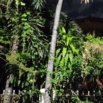Even After. Creative Writing, and Fiction Writing project by Marie Alliete Locsin - 03.21.2023