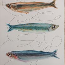 Il mio progetto del corso: Illustrazione di universi marini ad acquerello Ein Projekt aus dem Bereich Traditionelle Illustration, Malerei, Aquarellmalerei und Naturalistische Illustration von supersilvia74 - 21.03.2023