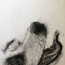 My project for course: Animal Illustration with Charcoal and Ink. Fine Arts, Drawing, Ink Illustration, and Naturalistic Illustration project by lauramac_88 - 03.22.2023