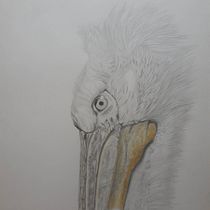 Mein Abschlussprojekt für den Kurs: Realistische Tierporträts mit Bleistift. Ilustração tradicional, Desenho a lápis, Desenho e Ilustração naturalista projeto de angela.slama - 22.03.2023