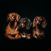 Mi proyecto del curso: Introducción a la fotografía de perros. Un projet de Photographie, Photographie de portrait, Photographie de studio, Photographie documentaire, Photographie lifest, le , et Photographie intérieure de nando.roig.peru - 23.03.2023