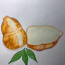 Mi proyecto del curso: Técnicas aplicadas de ilustración en acuarela (Mis Provolones). Un progetto di Illustrazione tradizionale, Belle arti, Pittura e Pittura ad acquerello di Marlen R. Espinoza - 26.03.2023