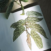 My project for course: Botanical Sketchbooking: A Meditative Approach Ein Projekt aus dem Bereich Traditionelle Illustration, Skizzenentwurf, Zeichnung, Aquarellmalerei, Botanische Illustration und Sketchbook von Алина Зозуля - 29.03.2023