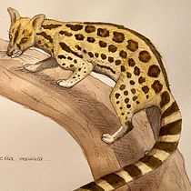 My project for course: Scientific Illustration of Animals in Watercolor . Traditional illustration, Watercolor Painting, Realistic Drawing, and Naturalistic Illustration project by Maja Störmer - 03.30.2023