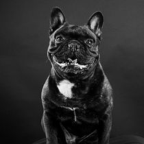 Il mio progetto del corso: Introduzione alla fotografia di cani. Un projet de Photographie, Photographie de portrait, Photographie de studio, Photographie documentaire, Photographie lifest, le , et Photographie intérieure de iacobinichiara - 31.03.2023